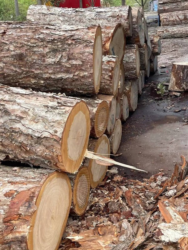 Full Poplar 18mm Rotary Die Board Taglio Legno compensato curvo per taglio laser